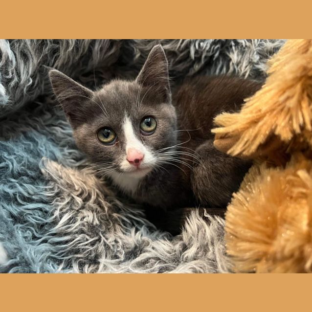 Photo of Rose ~ Adopt Me @ Petstock Hastings 19/03/23