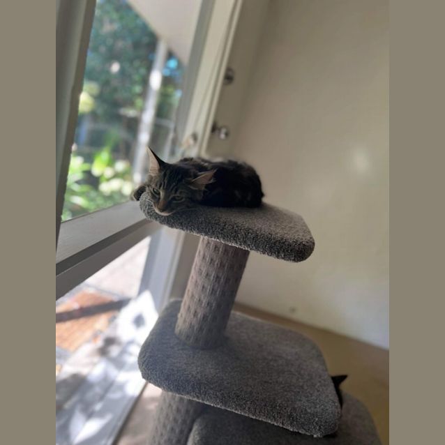 Photo of Patches ~ Adopt Me @ Petstock Hastings 19/03/23