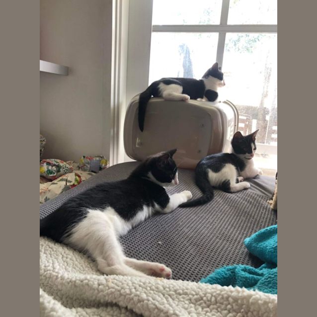 Photo of Charlie  Meet Me At Petstock Hastings Store 