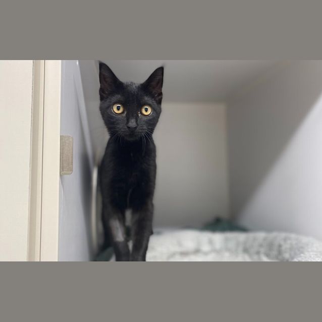Photo of Echo