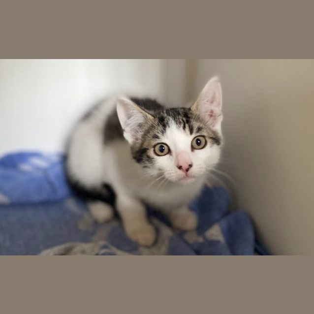 Photo of Odin
