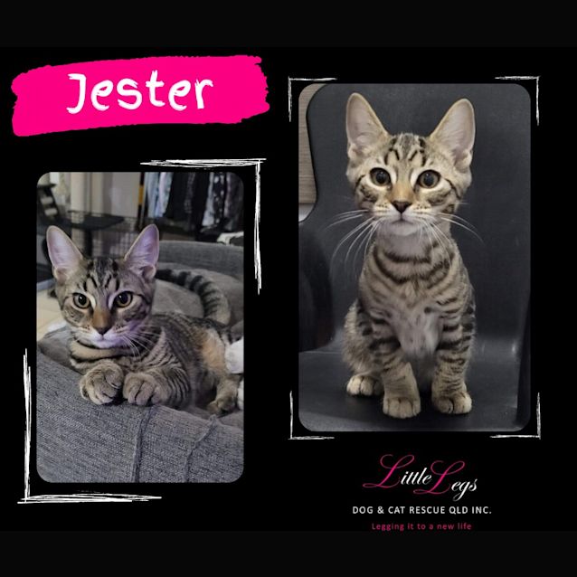 Photo of Jester