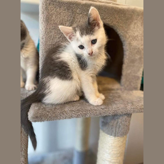 Photo of Snowflake