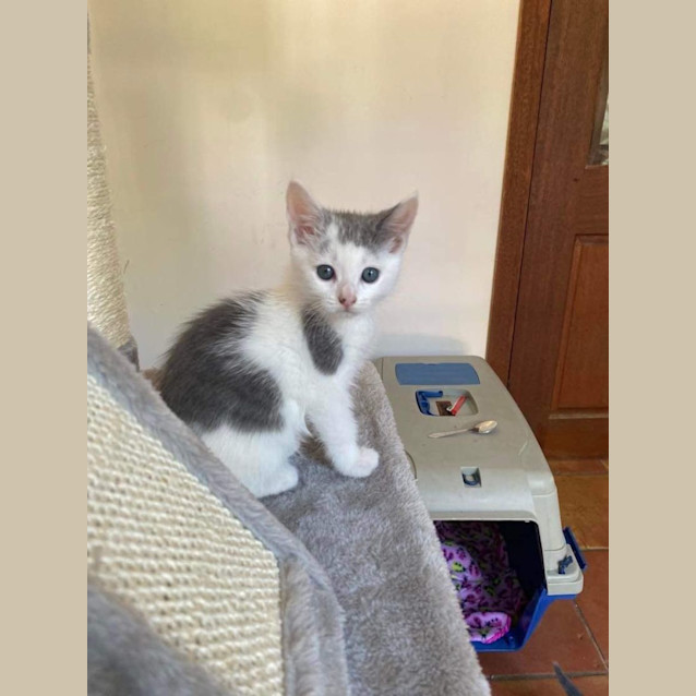 Photo of Snowflake