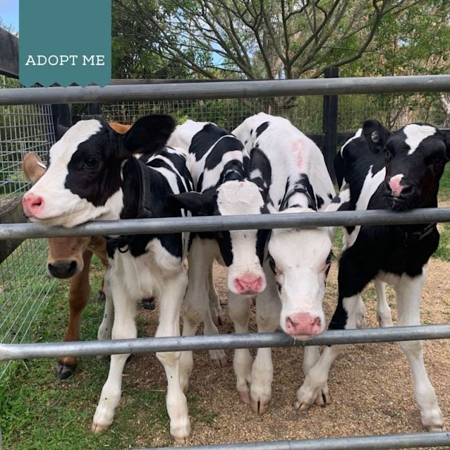 Photo of Braxton And Banjo