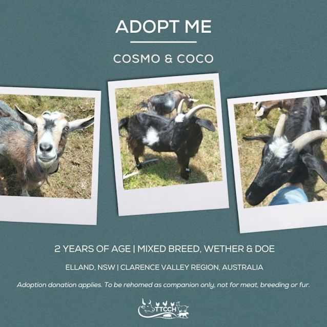 Photo of Coco & Cosmo