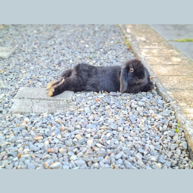 Photo of Riku And Ren (Possible Pair Or Two Singles) 