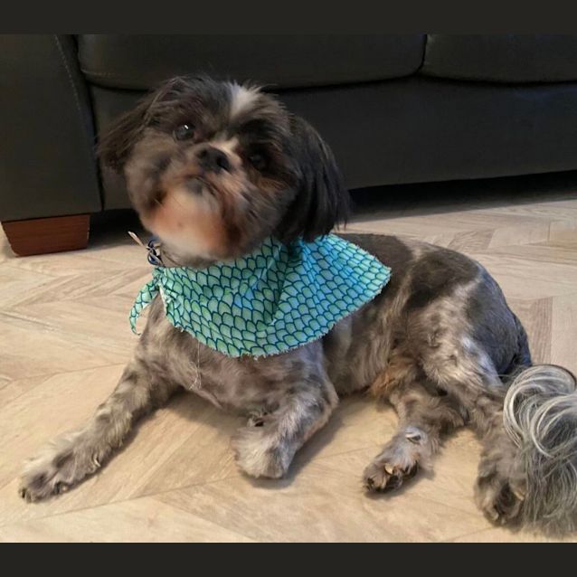 Photo of Scooter & Toby