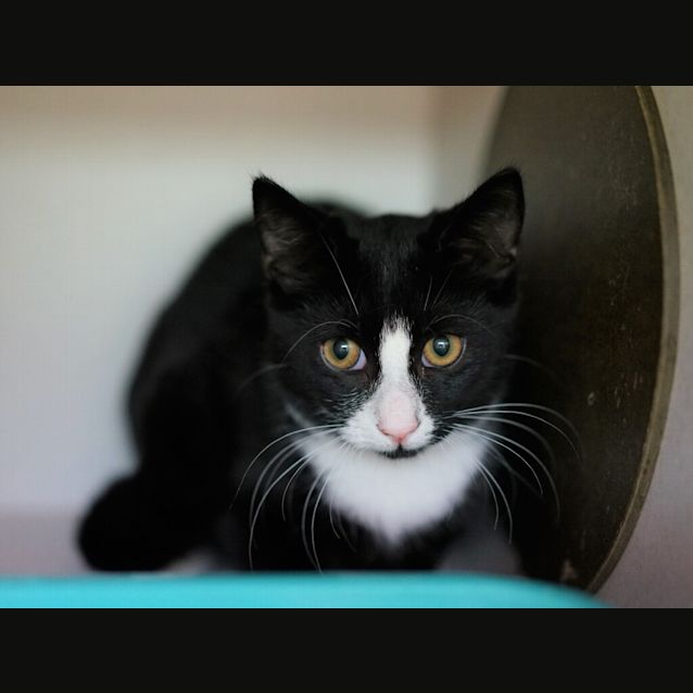 Photo of Socks