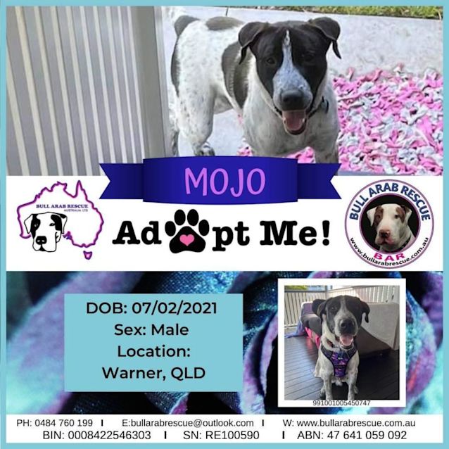 Photo of Mojo