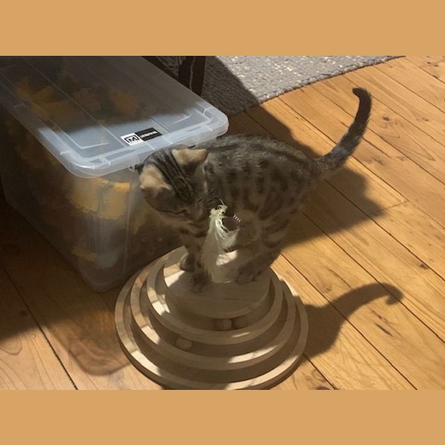 Photo of Sweet Stuart