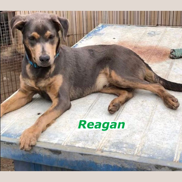 Photo of Reagan