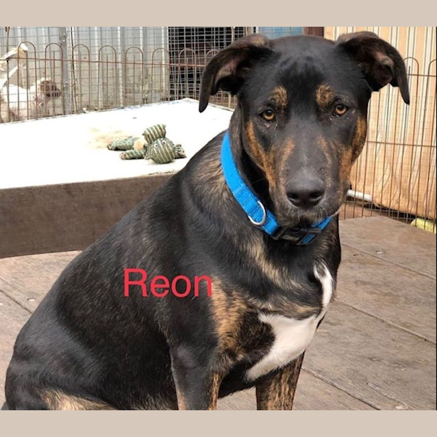 Photo of Reon