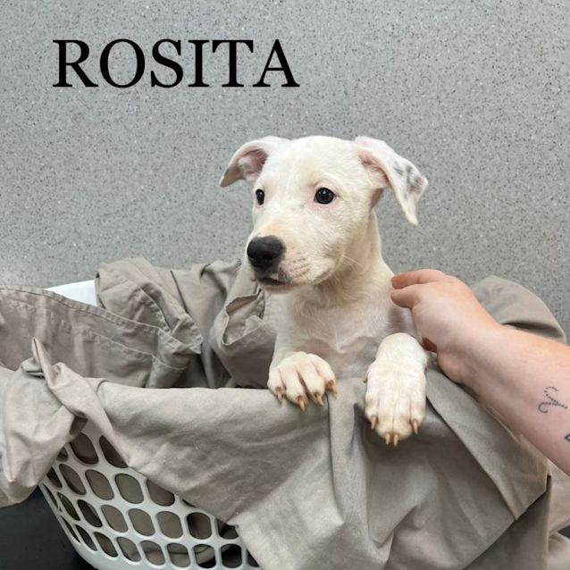 Photo of Rosita