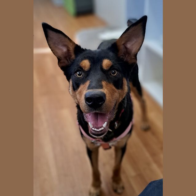 Photo of Annie