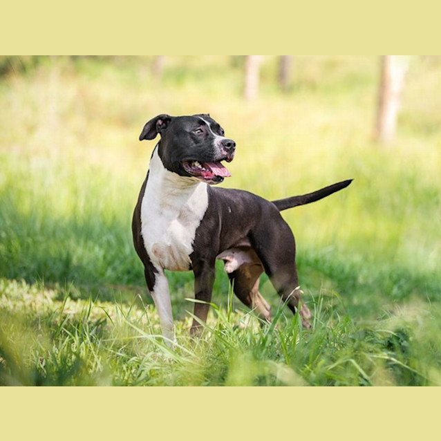 Photo of Ghost (Imp No. 2153)