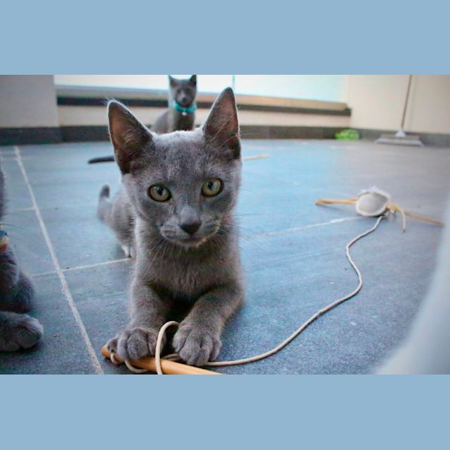 Photo of Satine ** 2nd Chance Cat Rescue**