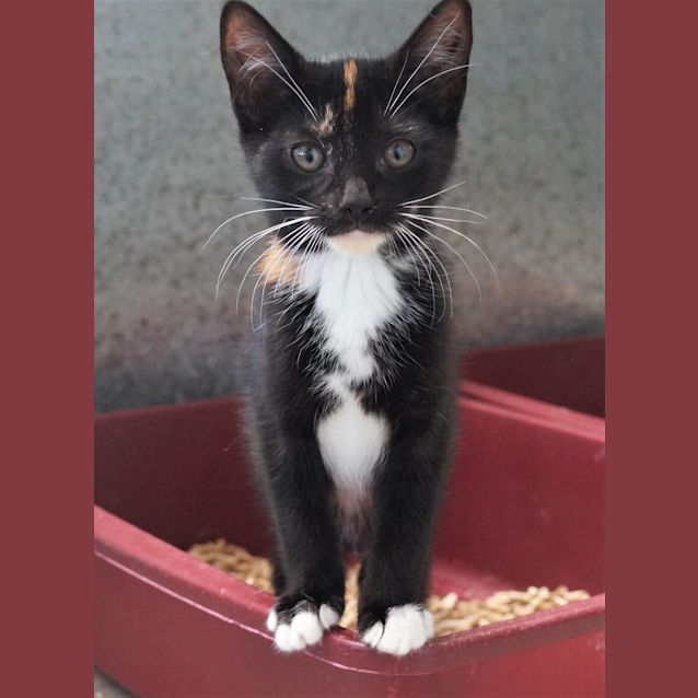 Photo of Rue