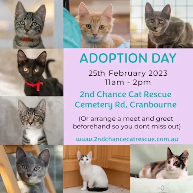 Photo of Pink **2nd Chance Cat Rescue**