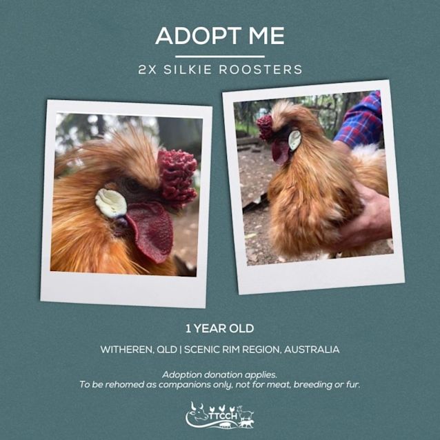 Photo of Silkie Roosters