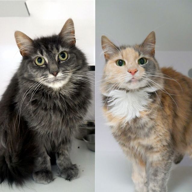 Photo of Jessie & Tom Tom Sua010769 & Sua010770