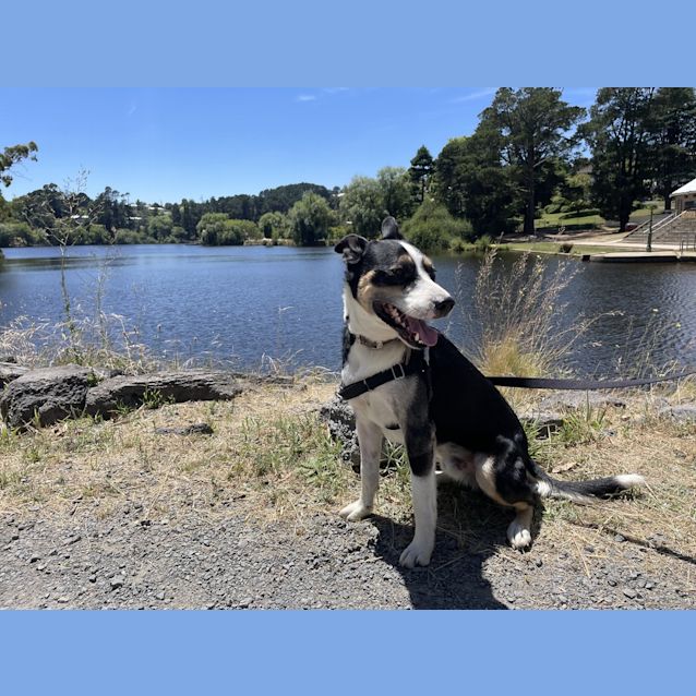 Photo of Rocco 