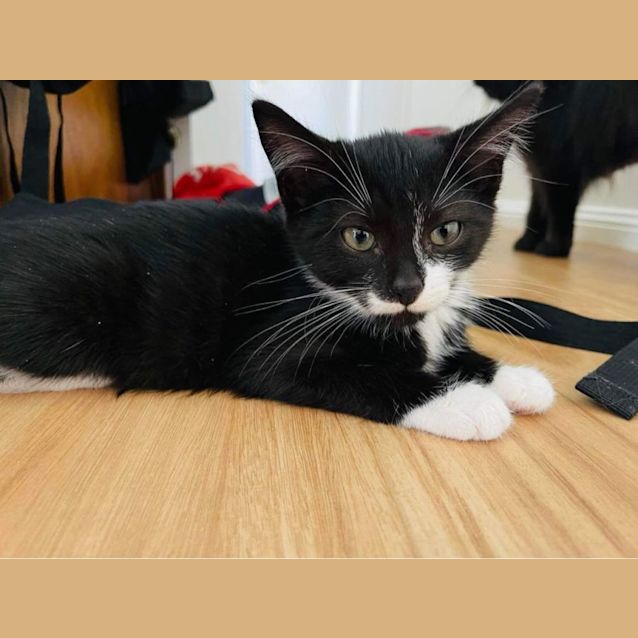 Photo of Bingo And Bandit 