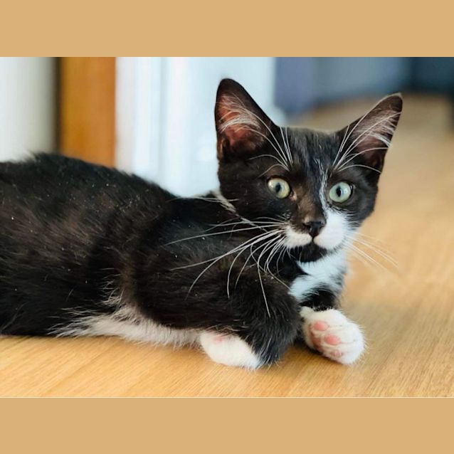 Photo of Bingo And Bandit 