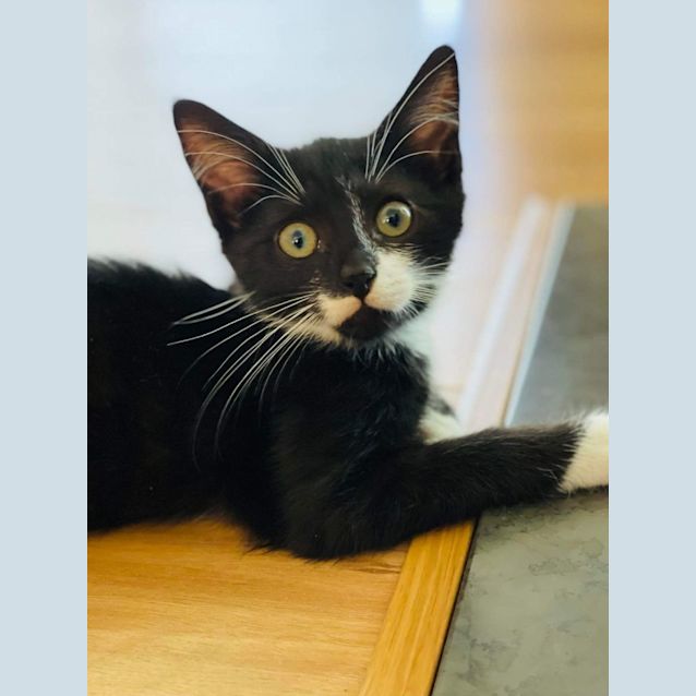 Photo of Bingo And Bandit 