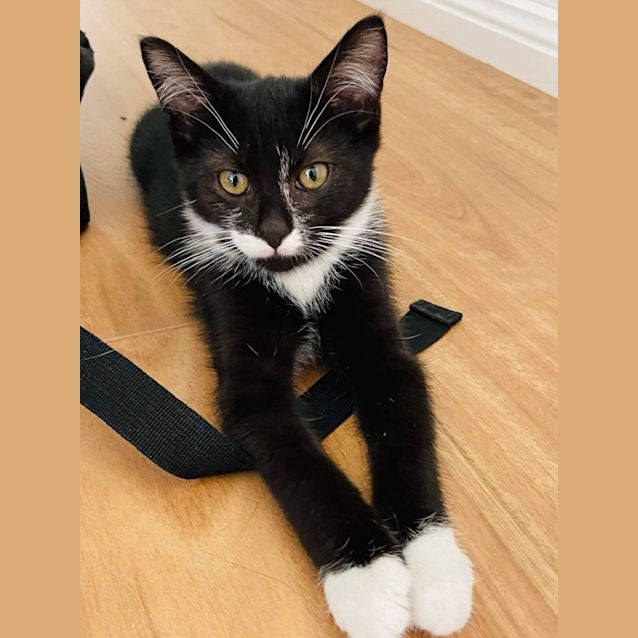 Photo of Bingo And Bandit 