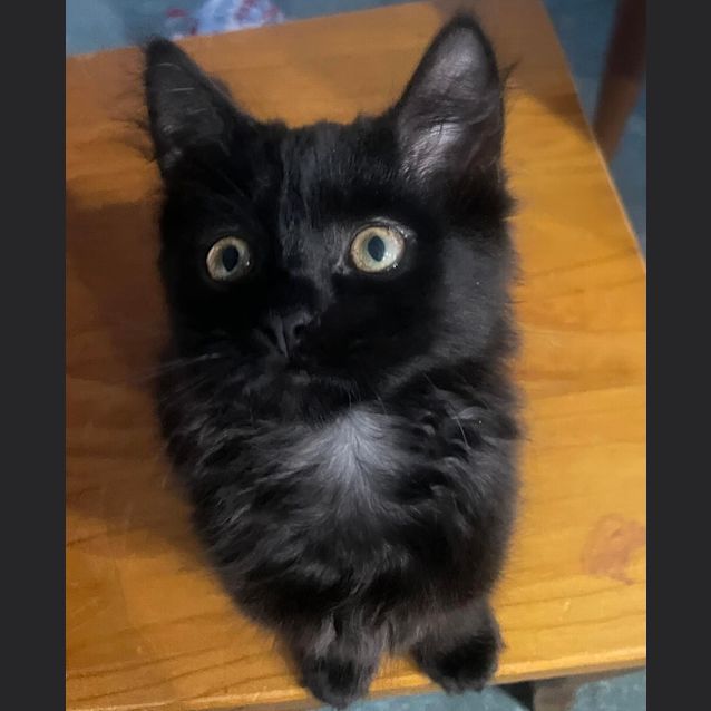 Photo of Soot