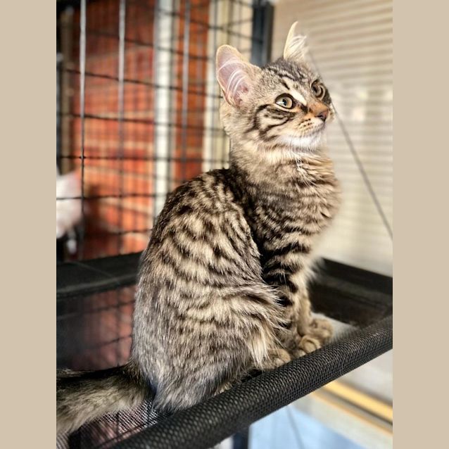 Photo of Guava