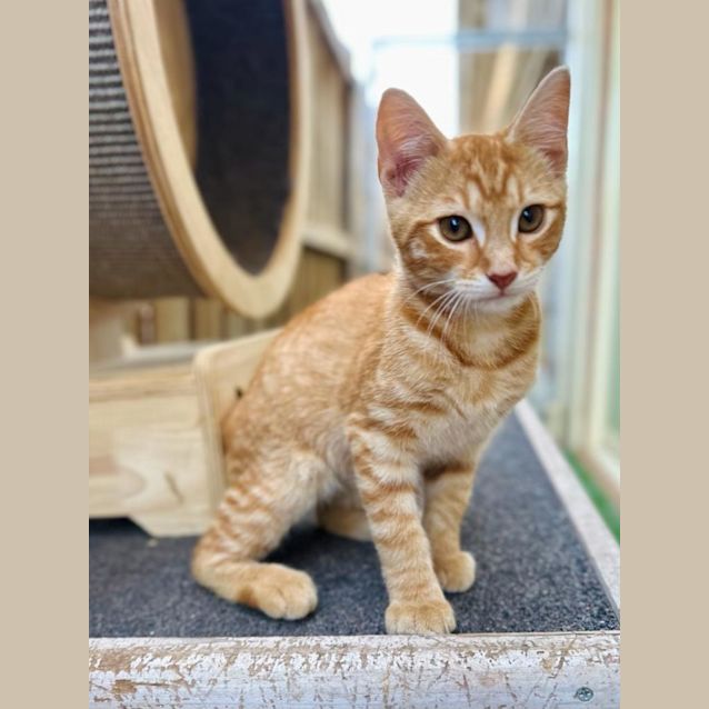 Photo of Mango