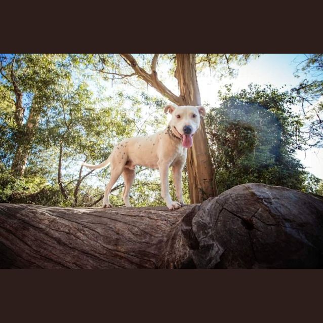 Photo of Chippy