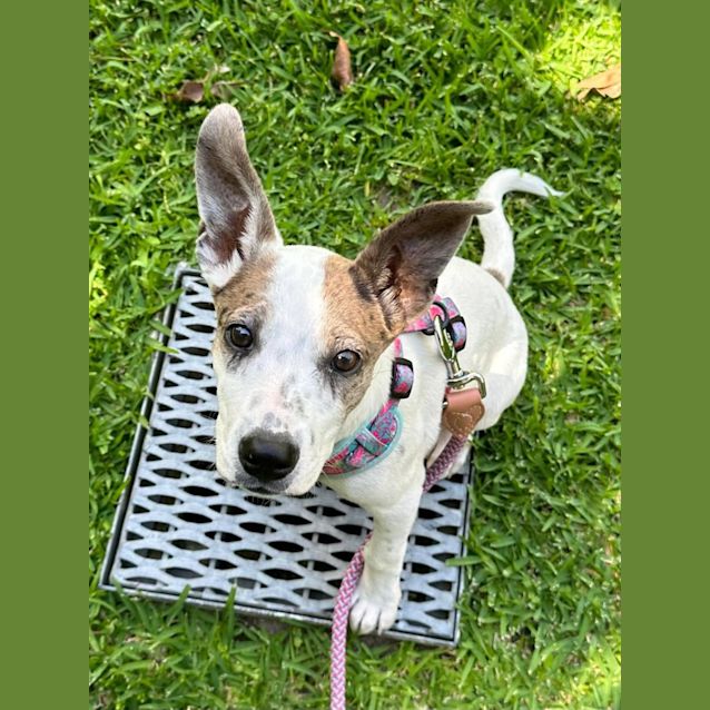 Photo of Marbles