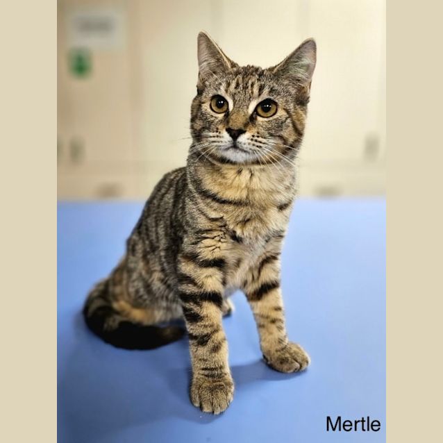 Photo of Mertle