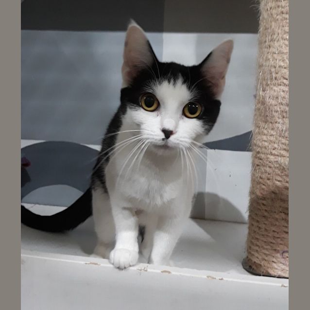 Photo of Trixy