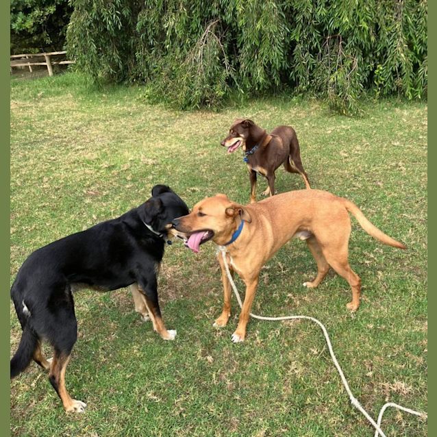 Photo of Humphrey Bear