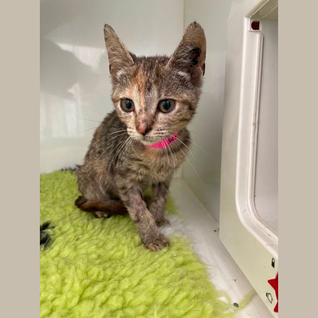 Photo of Pepper