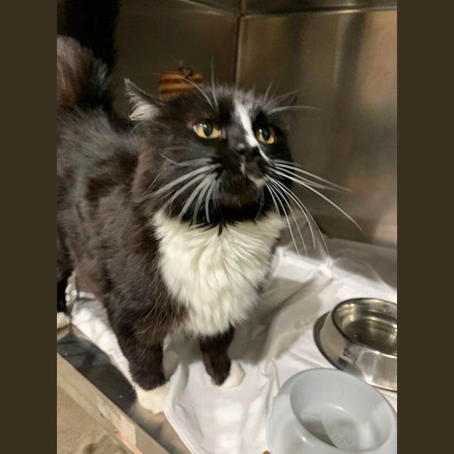 Photo of Chevy