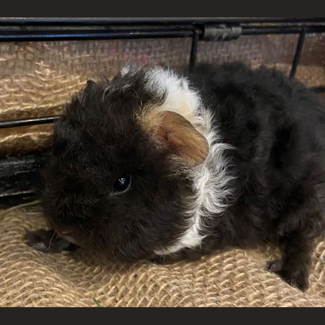 Photo of Hermione