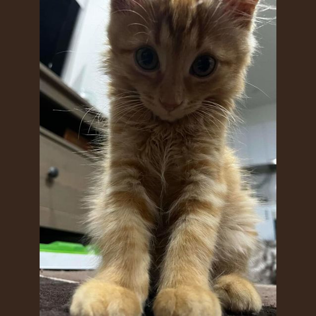 Photo of Moose ** 2nd Chance Cat Rescue**