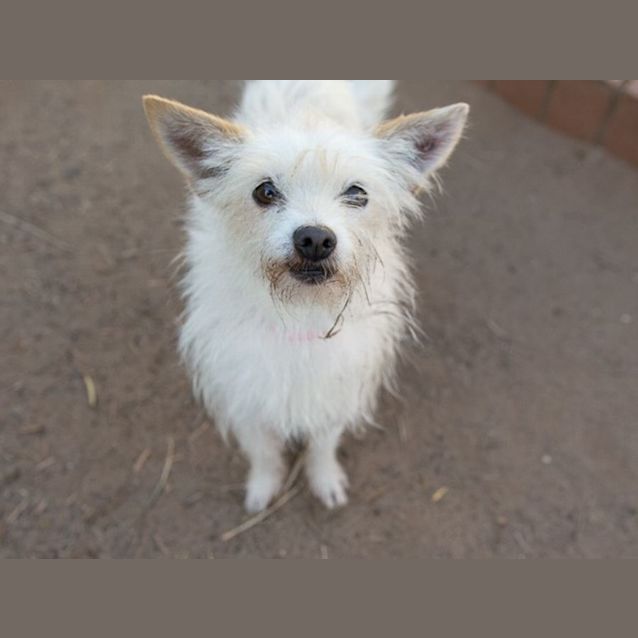 Photo of Ziggy (Imp No. 117)