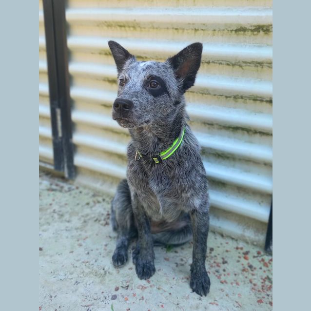 Hula - Medium Female Smithfield Cattle Dog Dog in VIC - PetRescue Hula - Medium Female Smithfield Cattle Dog Dog in VIC - PetRescue
