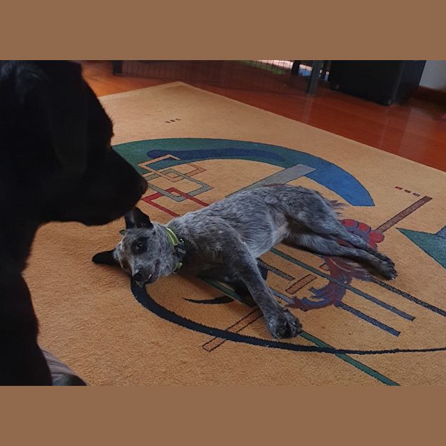 Hula - Medium Female Smithfield Cattle Dog Dog in VIC - PetRescue Hula - Medium Female Smithfield Cattle Dog Dog in VIC - PetRescue