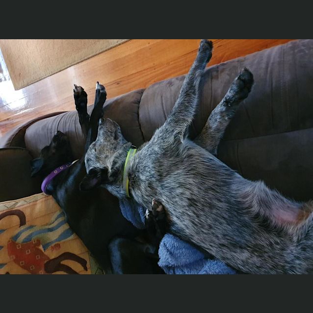 Hula - Medium Female Smithfield Cattle Dog Dog in VIC - PetRescue Hula - Medium Female Smithfield Cattle Dog Dog in VIC - PetRescue