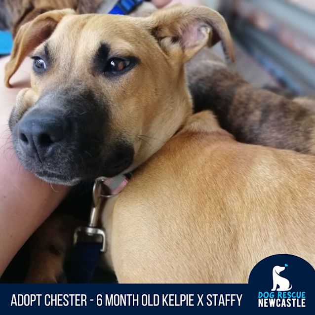 Photo of Chester   6 Month Old Kelpie X Staffy (On Trial)