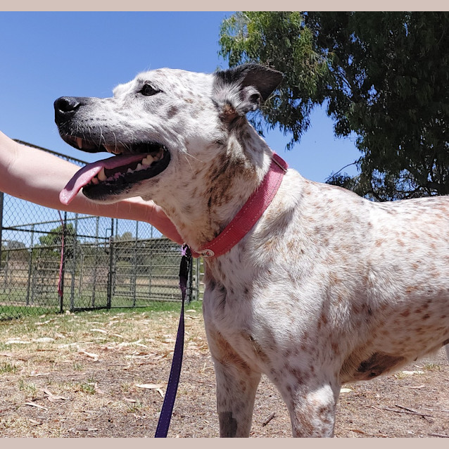 Photo of Stella