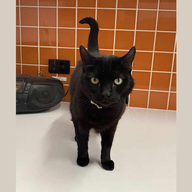 Photo of Luna