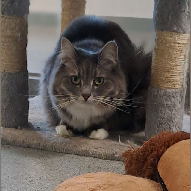 Photo of Googie 